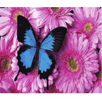 GX34056/Бабочка на цветах- картина по номерам